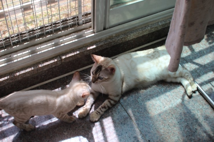 실링스 뱅갈고양이 키나는 꼬맹이들을 너무나 좋아해요~ 관련 이미지 1