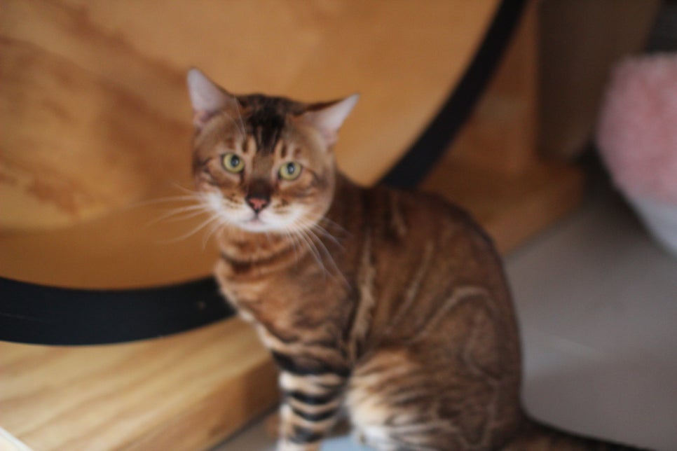 소유뱅갈캐터리 원탑 오랜만에 사진 찍었어요~ 관련 이미지 2