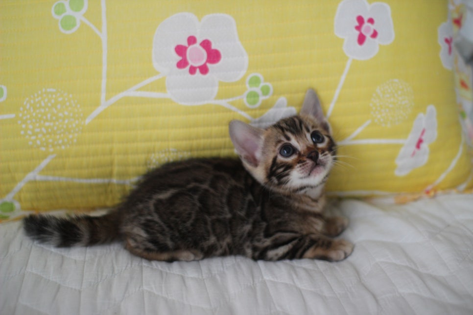 브라운 뱅갈고양이 여아 다롱이 분양해요~ 관련 이미지 1