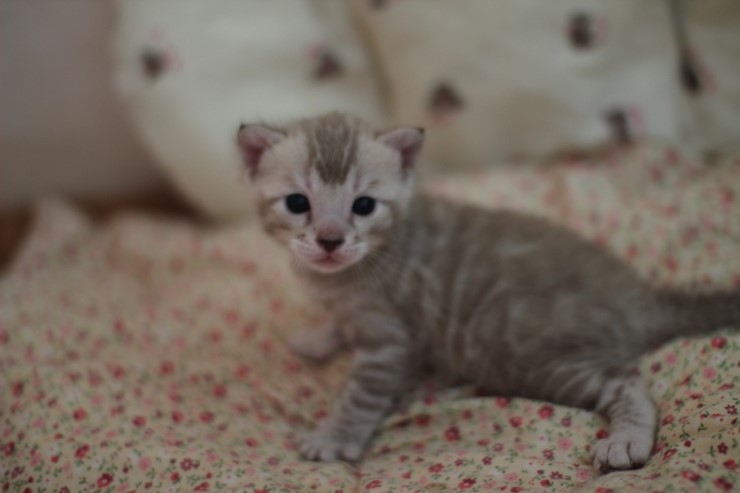 뱅갈고양이 분양 오묘한 매력에 칼라 스노우밍크 관련 이미지 4