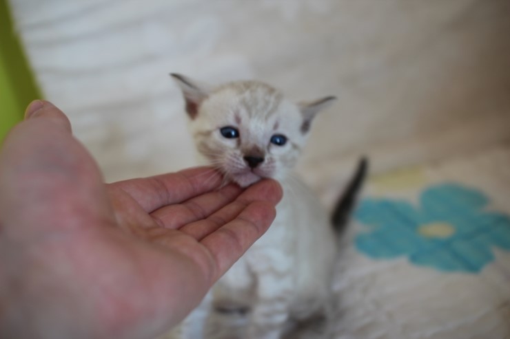비슷한 패턴에 뱅갈고양이 남매~ 관련 이미지 16