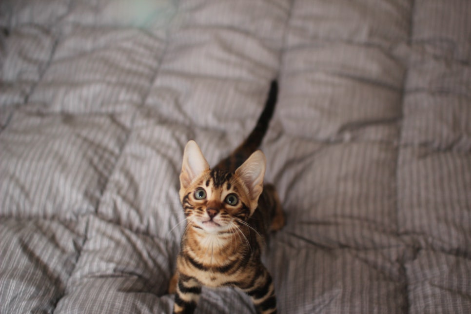 뱅갈고양이 장군이 분양 합니다 (오늘 모습) 관련 이미지 4