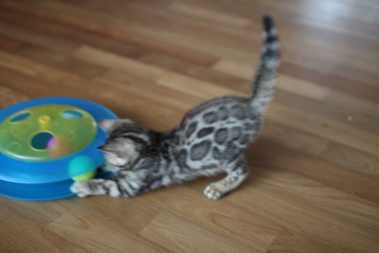 뱅갈고양이 남아 장난감이 이리도 좋을까??? 관련 이미지 1