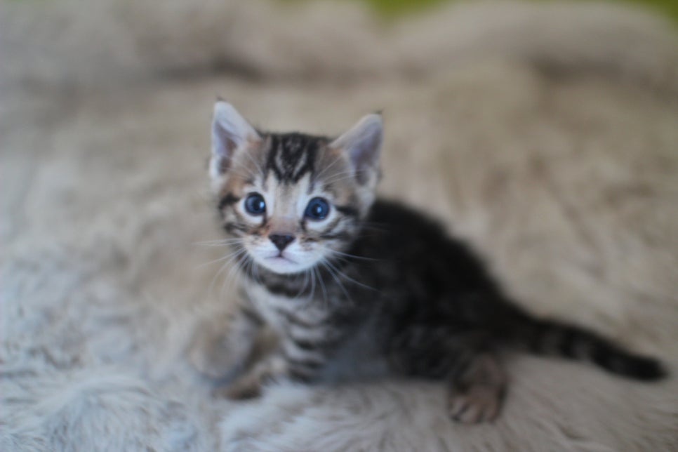 뱅갈고양이 분양 부티가 흘러요 흘러~ 관련 이미지 25