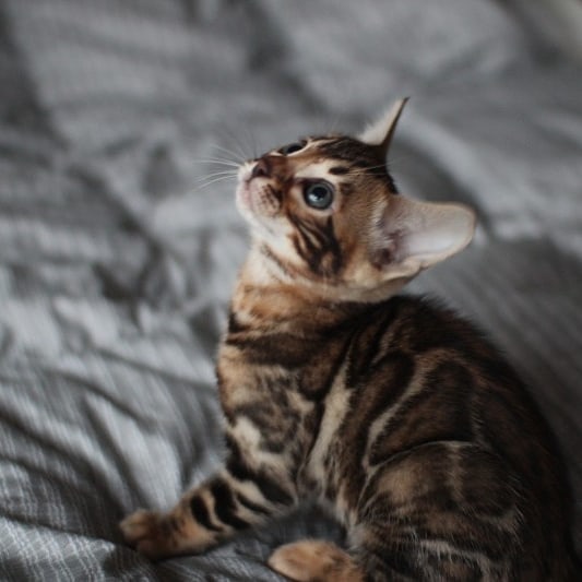 분양중인 뱅갈고양이 장군이 성장 모습~ 관련 이미지 12