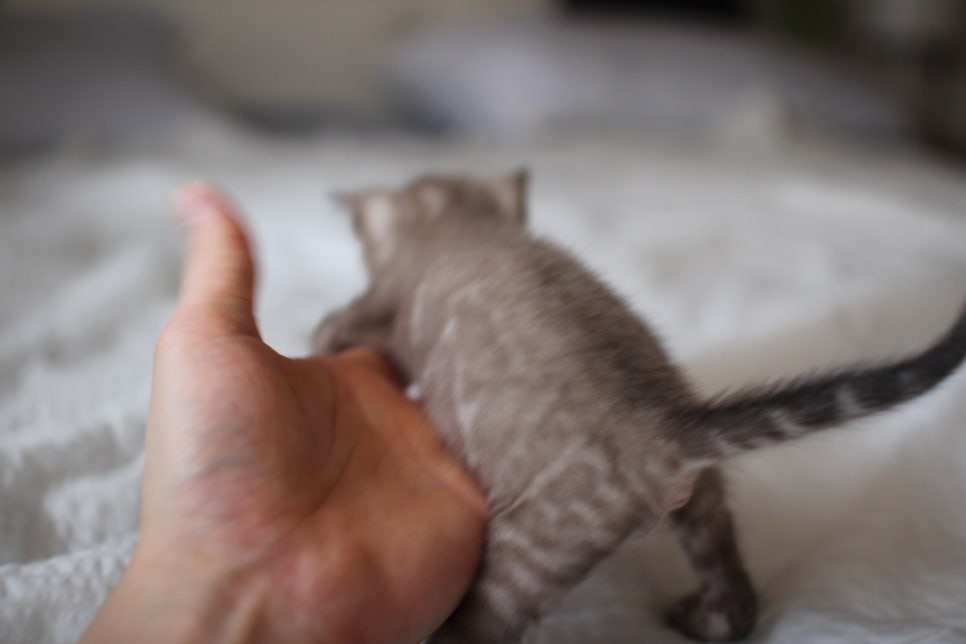 밍크차콜 뱅갈고양이 남아 순둥이로 성장중~ 관련 이미지 3