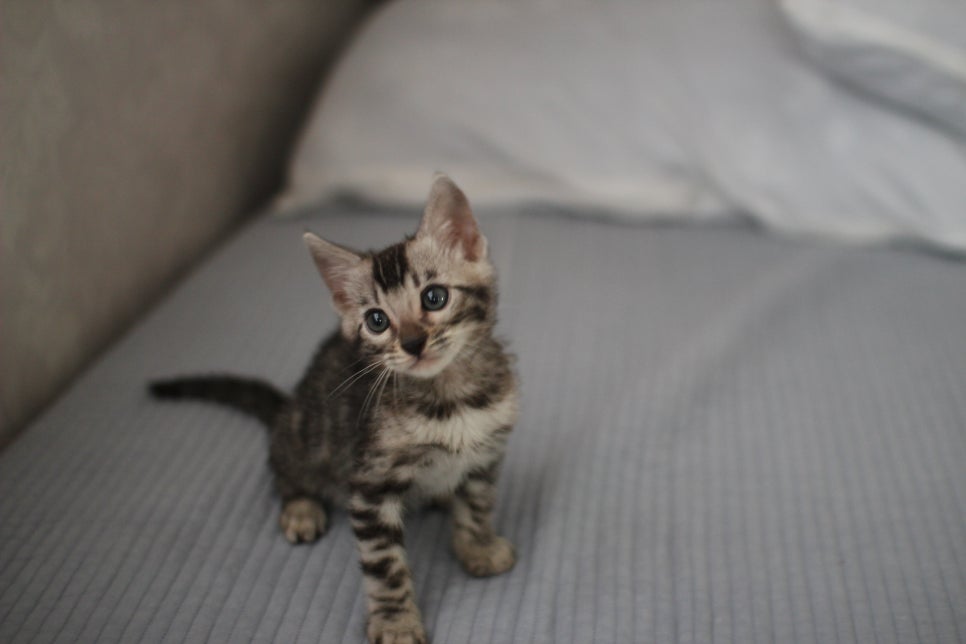 실버뱅갈고양이 남아 입니다..요청 하신분 보세요... 관련 이미지 2