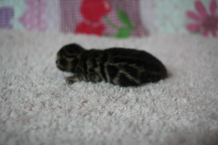 소유뱅갈고양이 캐터리 출산소식 관련 이미지 16