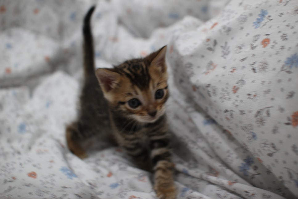 깔끔한 빅로젯이 이쁜 뱅갈고양이 남아 분양해요~ 관련 이미지 1