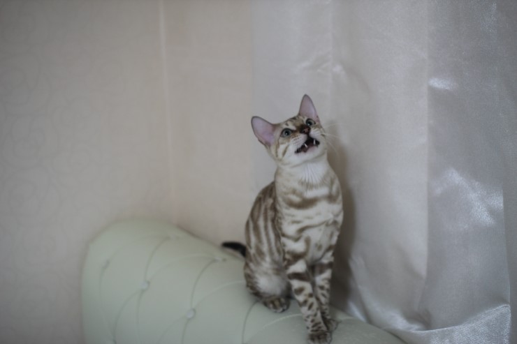 분양하는 아이들에 아빠인 실밍크 뱅갈고양이 영웅이에요~ 관련 이미지 3