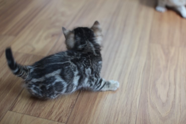 뱅갈고양이 곰돌이,삼돌이~ 관련 이미지 5