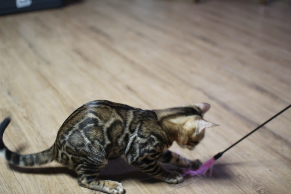 뱅갈고양이 강아지 같은 아이들 분양해요~ 관련 이미지 15