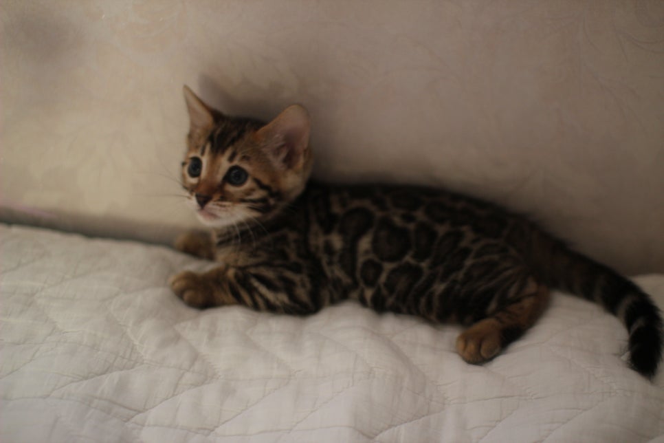 분양중인 뱅갈고양이 브라운 남아,스노우 여아예요~ 관련 이미지 14