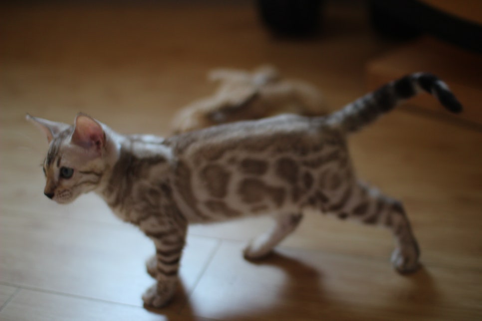 뱅갈고양이 이런 개냥이는 없다~ 관련 이미지 4