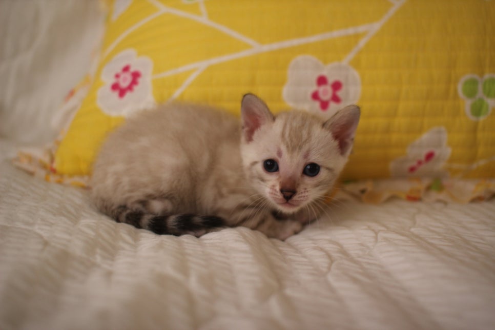 스노우뱅갈고양이 꼬맹이들 분양해요~ 관련 이미지 1