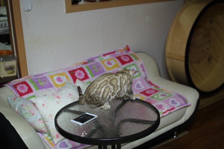 실밍크 뱅갈고양이 킹이예요~~ 관련 이미지 29