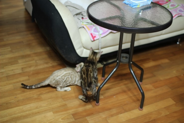 실밍크 뱅갈고양이 킹 입니다~~ 관련 이미지 4