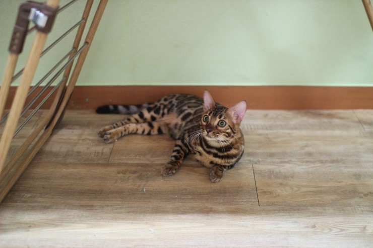 뱅갈고양이,뱅갈고양이 분양,보름달 보고 가세요 ㅎㅎㅎ 관련 이미지 7