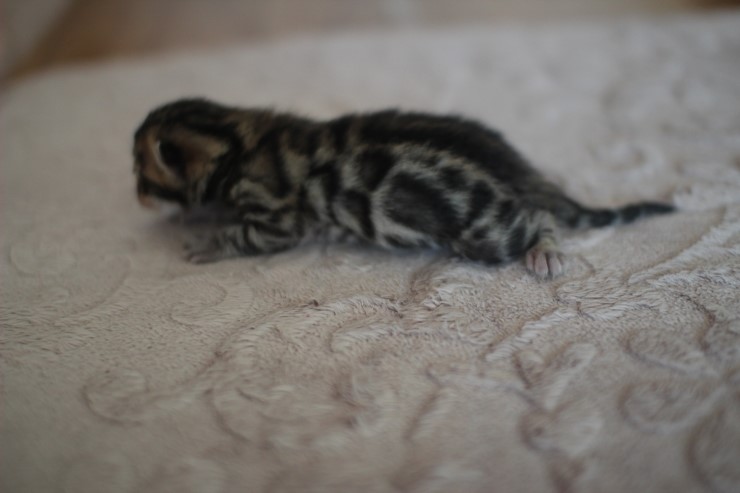 뱅갈고양이 꼬물이 남아예요~ 관련 이미지 2