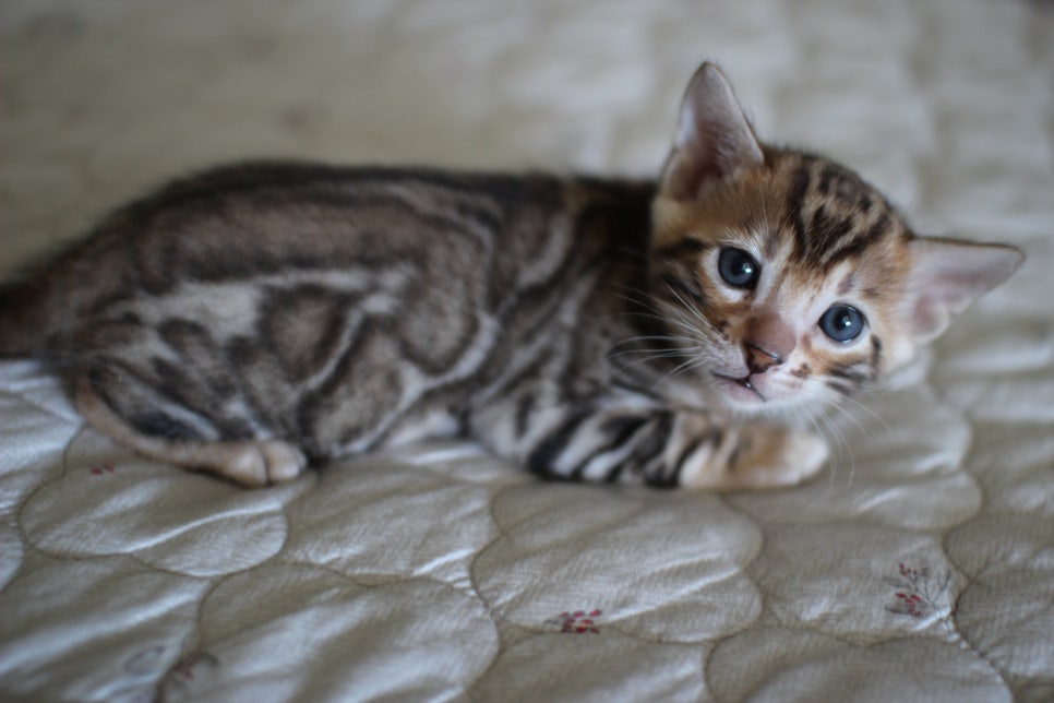 순둥이 뱅갈고양이 남아 분양해요~ 관련 이미지 5