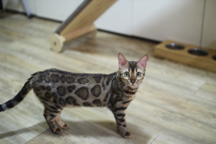 뱅갈고양이 성묘 여아 분양해요(중성화 완료) 관련 이미지 1