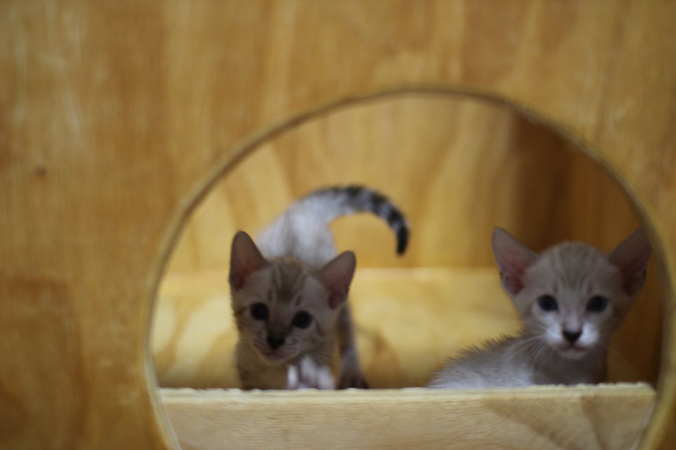 스노우뱅갈고양이 꼬맹이들~ 관련 이미지 14