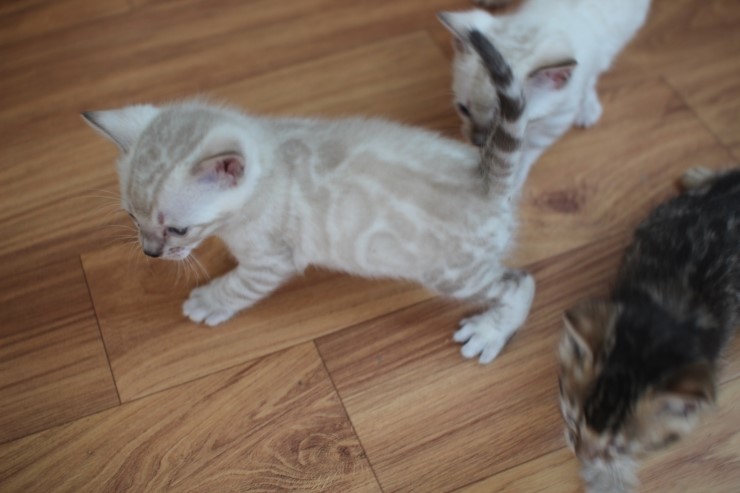 뱅갈고양이 곰돌이,삼돌이~ 관련 이미지 1