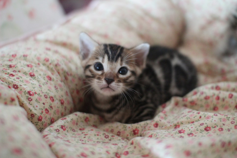 뱅갈고양이 꼬맹이들 사진전 ㅎㅎ 관련 이미지 14