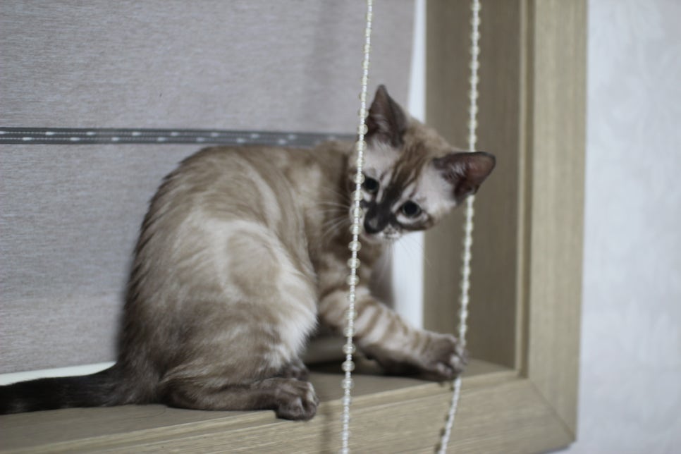 스노우뱅갈고양이 삼총사~ 관련 이미지 4