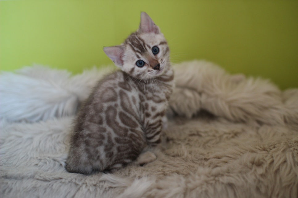 뱅갈고양이 분양 부티가 흘러요 흘러~ 관련 이미지 36