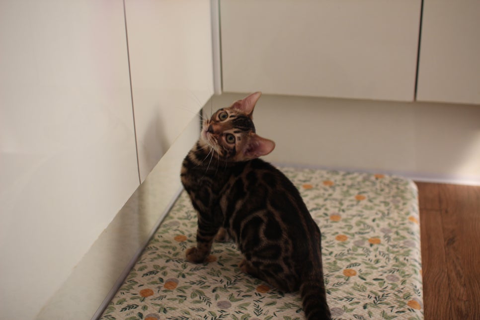 브라운 뱅갈고양이 분양중인 아이들 오늘 모습 입니다~ 관련 이미지 11