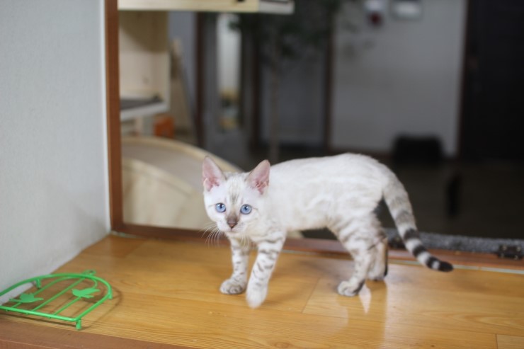 뱅갈고양이,뱅갈고양이분양,식탐쟁이 스노우뱅갈고양이 초아~~~ 관련 이미지 4