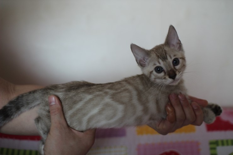 실밍크 뱅갈고양이 남아 분양합니다~ 관련 이미지 9