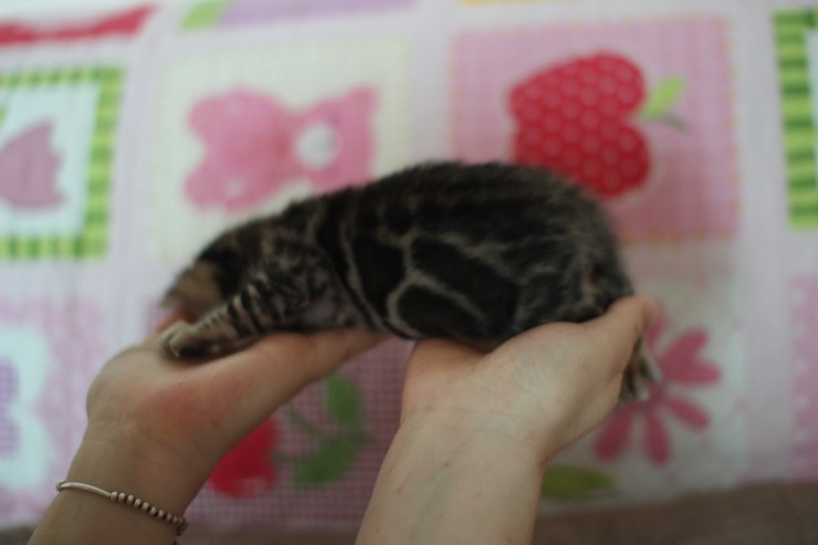어메이징 브라운 뱅갈고양이 남아 분양 합니다. 관련 이미지 3