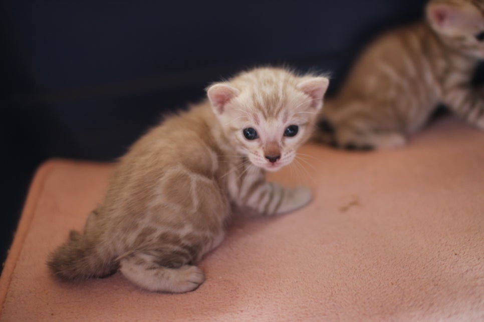 실밍크뱅갈고양이 꼬맹이들 등장이요~ 관련 이미지 2