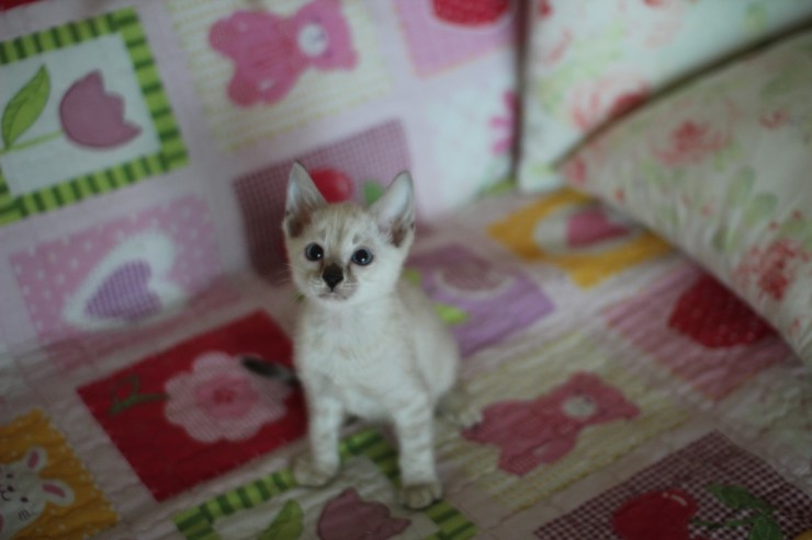 뱅갈고양이 분양 진정한 개냥이란? 관련 이미지 1