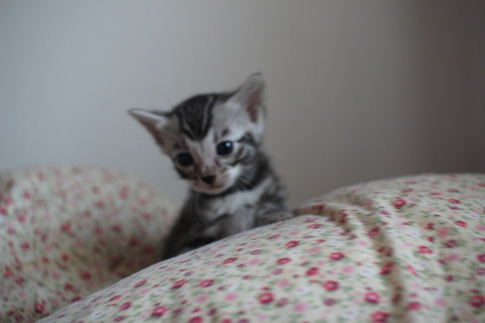 빅로젯 실버뱅갈고양이 여아예요~ 관련 이미지 1