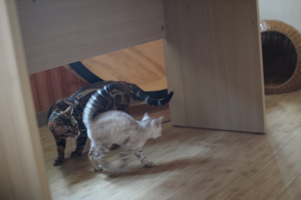 뱅갈고양이 블랙홀과 킹군 관련 이미지 29