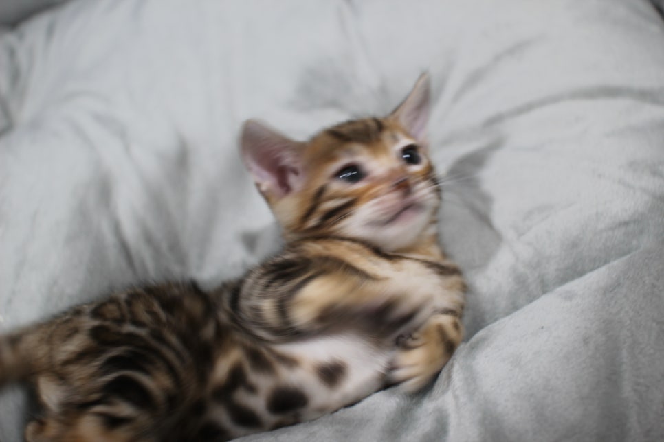 애교냥이 순둥이 분양해요~ 관련 이미지 3