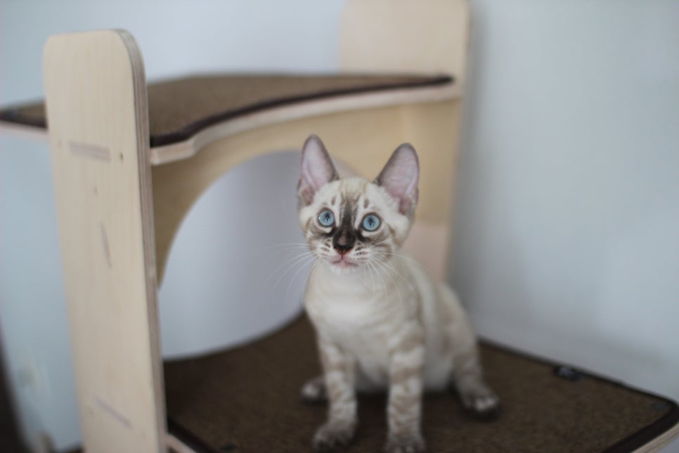 완전 강아지 같은 링스차콜 뱅갈고양이 남아 분양해여~ 관련 이미지 1