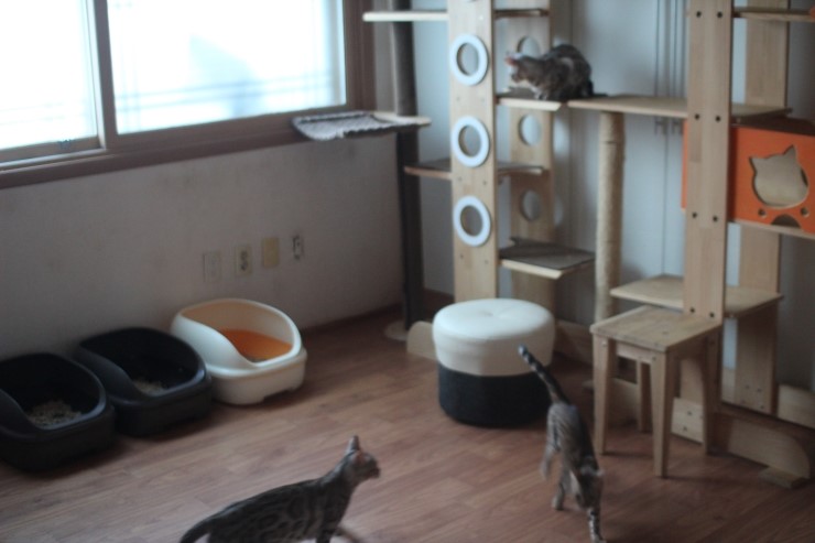 뱅갈고양이 여아들 방이예요~ 관련 이미지 2