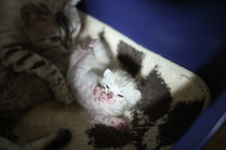 뱅갈고양이 엄마와 아가들~ 관련 이미지 3