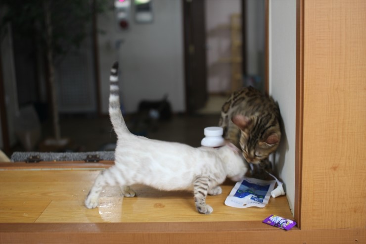 뱅갈고양이,뱅갈고양이분양,식탐쟁이 스노우뱅갈고양이 초아~~~ 관련 이미지 7