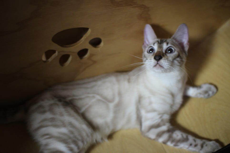 뱅갈고양이 키퍼 아이들 건강히 잘크고 있어요~ 관련 이미지 4