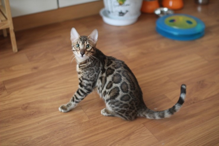 말썽꾸러기 뱅갈고양이 golden rain 관련 이미지 1