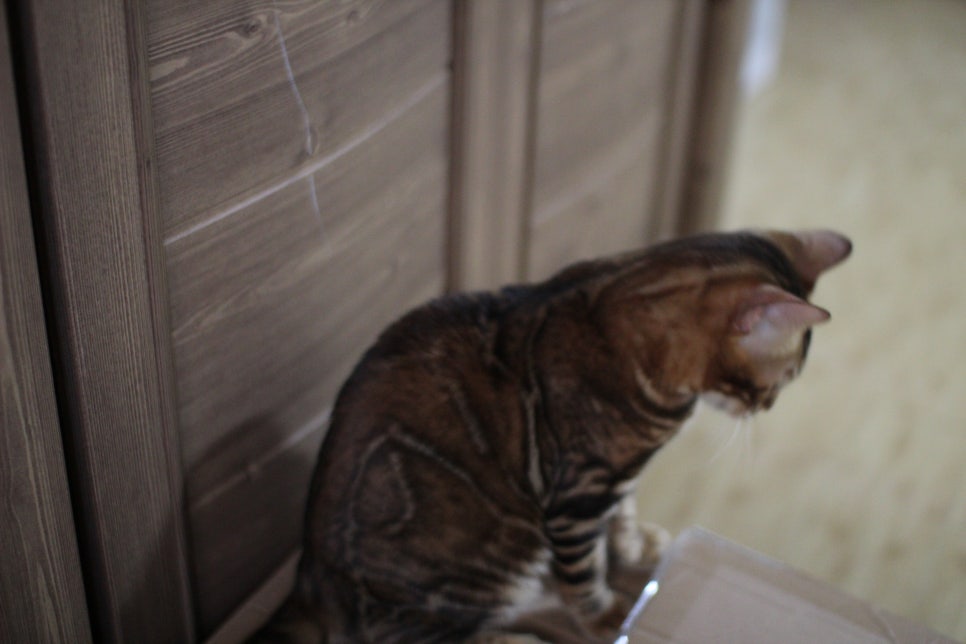 뱅갈고양이 원탑군 적응완료 했어요~ 관련 이미지 2