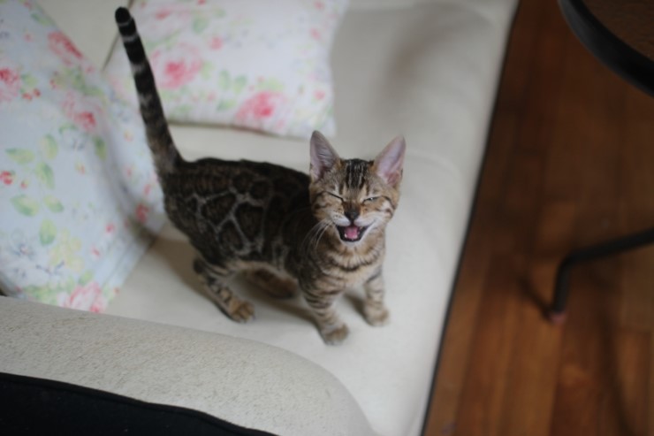 다시봐도 궈여운 뱅갈고양이들 꼬맹이때 사진^^ 관련 이미지 10