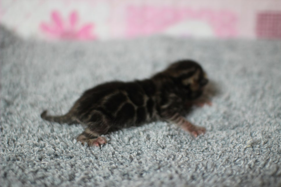 어메이징한 브라운 뱅갈고양이 남아가 태어났어요~ 관련 이미지 3