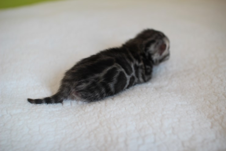 실버,브라운 뱅갈고양이 꼬물이들 사진 입니다 관련 이미지 3