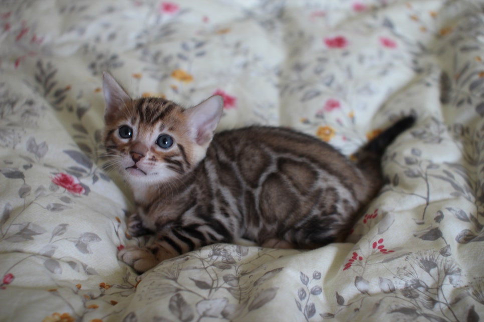 빅로젯이 이쁜 브라운 뱅갈고양이 남아 분양해요~ 관련 이미지 2